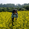 mickshave > 3 - 19 May 04, Walking The North Downs Way photo