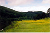 mickshave > buttercups, and a walk along the River Wye